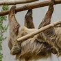 Sloth Adalh 5 Tahun Kedepan